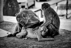 Am Mount Popa, Myanmar