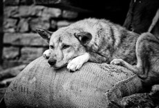 Auf dem Weg nach Tawang, Arunachal Pradesh, Indien